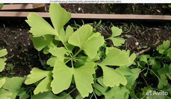 Гинго Билобо