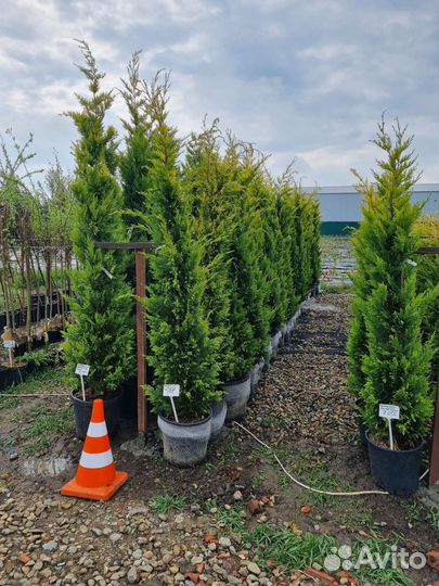 Куприсоципариус голд райдер (крым)