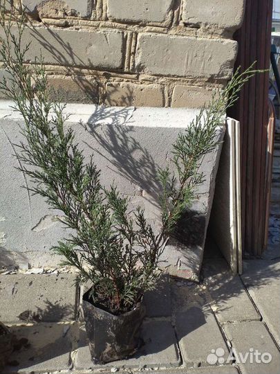 Можжевельник казацкий