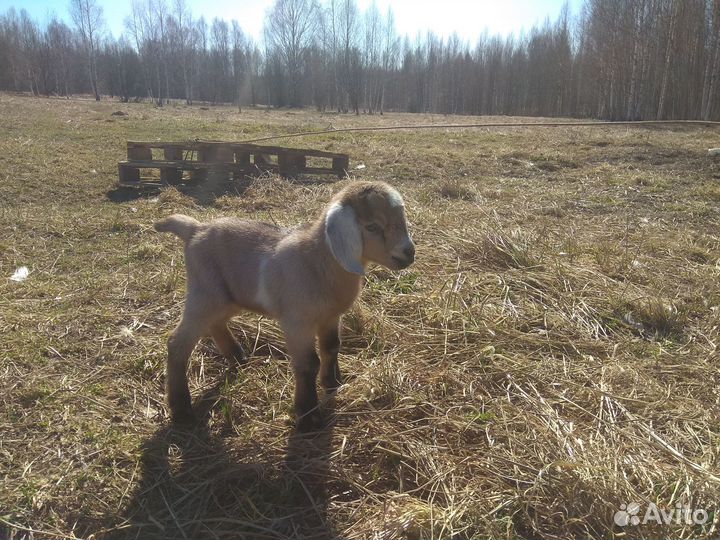 Продам Нубийских козлят