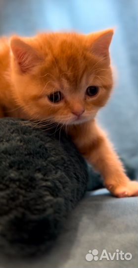 Шотландский котенок