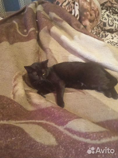 Ищу чёрного кота