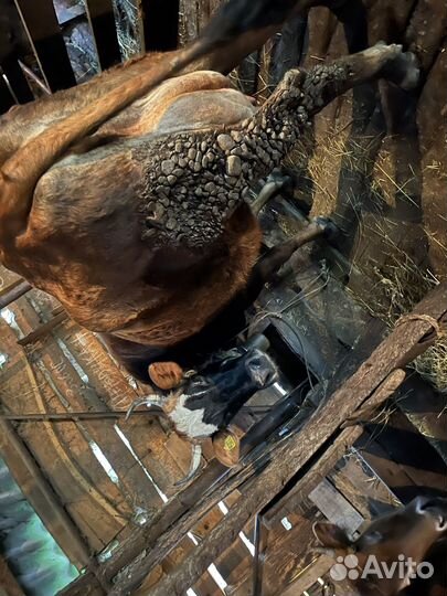 Коровы,быки