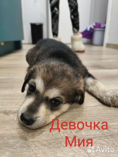 Метисы Лабрадора и Хаски в добрые руки