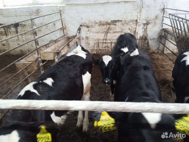 Бычки телки телята