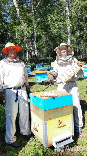 Алтайский мёд разнотравья (сбор 2023)