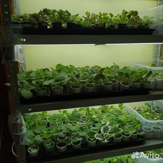 Детки сортовых фиалок