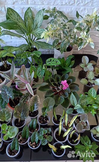 Комнатные цветы