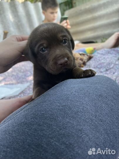 Щенки лабрадора метис