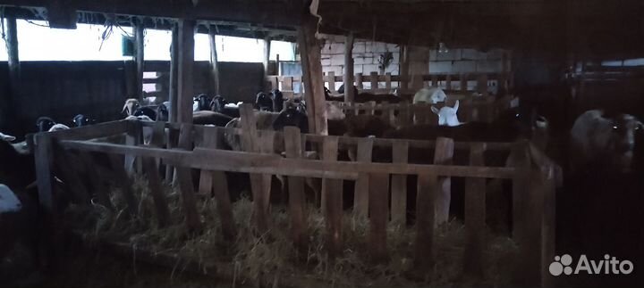 Курдючные бараны овцы