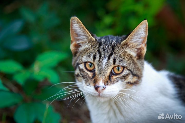 Выброшенный на мусорку кот ищет дом