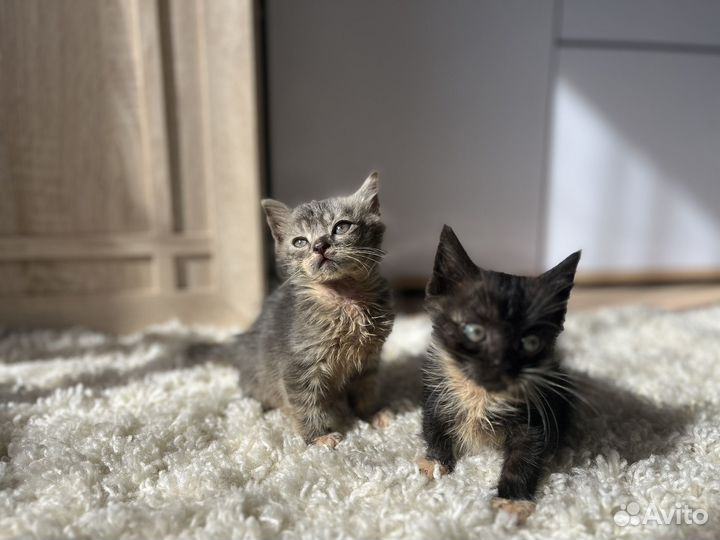 Котята 3 месяца