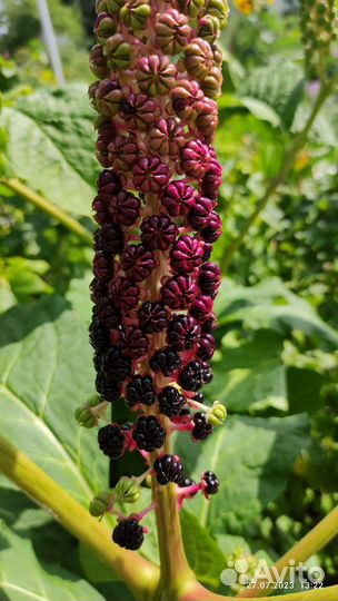 Фитолакка (лаконос), горец Сахалинский