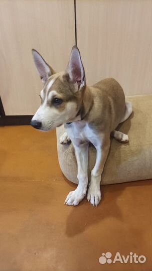 Собака в добрые руки щенок