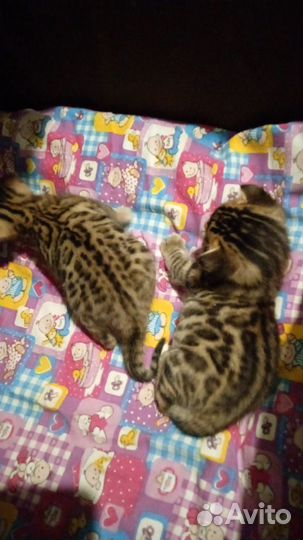 Бенгальские котята