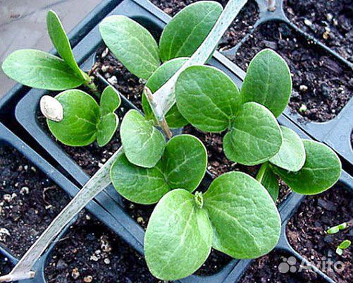 Рассада помидор, огурцы, перцы, клубника, баклажан