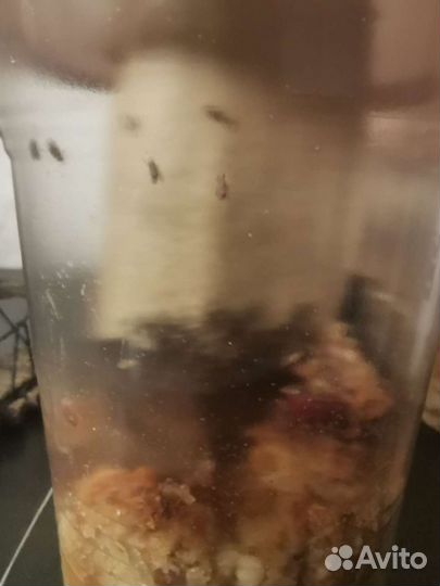 Дрозофила Хидея, Жук знахарь, Ногохвостка