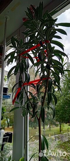 Олеандр махровый розовый