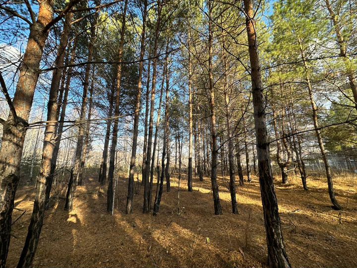 Участок 8,3 сот. (СНТ, ДНП)