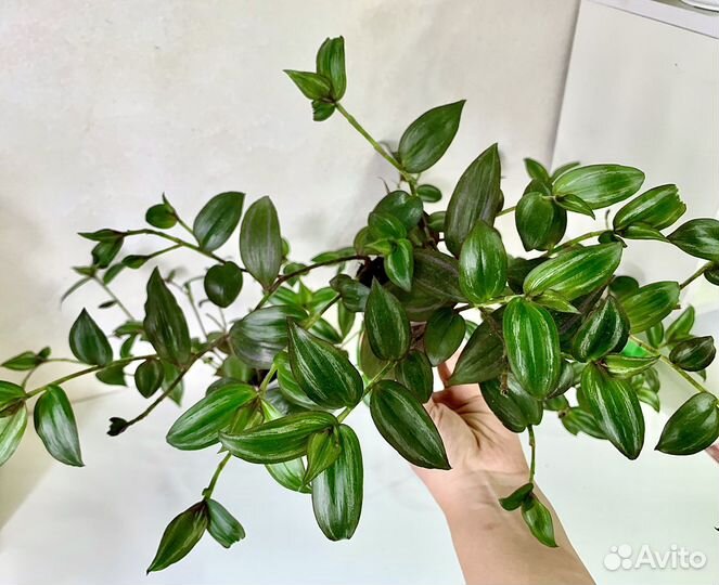 Традесканция