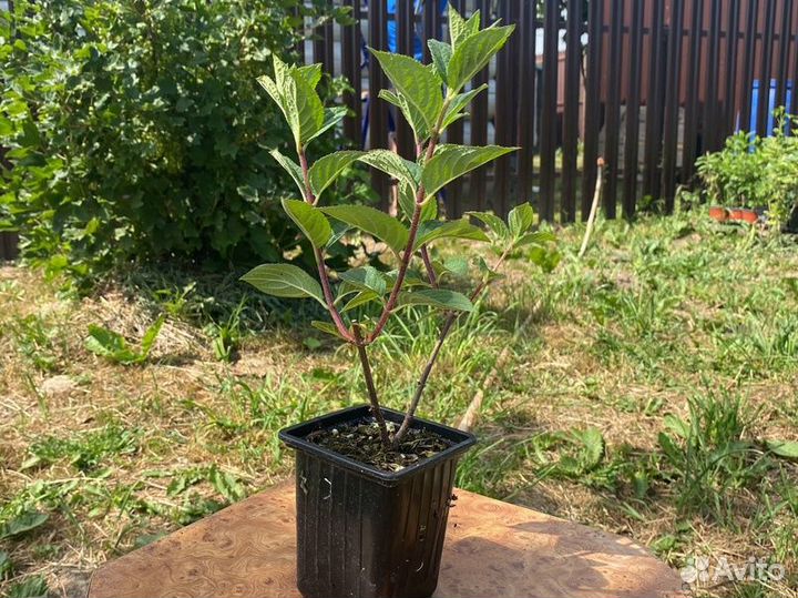 Гортензия Самарская Лидия с бутонами