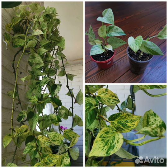 Комнатные растения