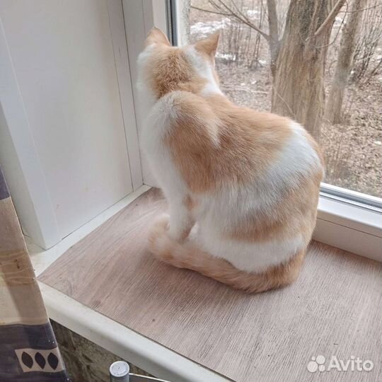 Кастрированный котик