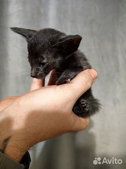 Ориентальные котята