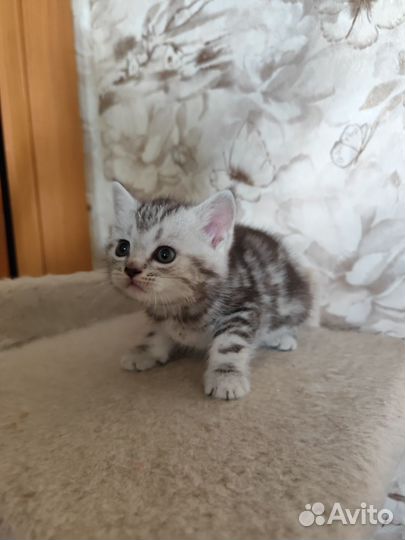 Британские котята