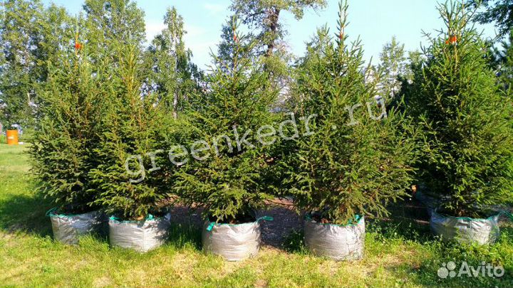 Саженцы Ель Сибирская 180-220см