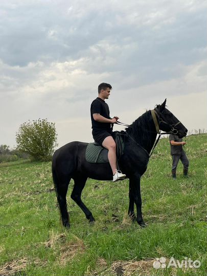 Домашние животные