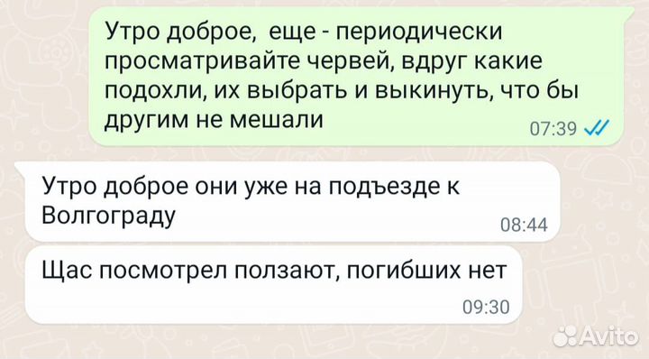 Червь выползок для рыбалки