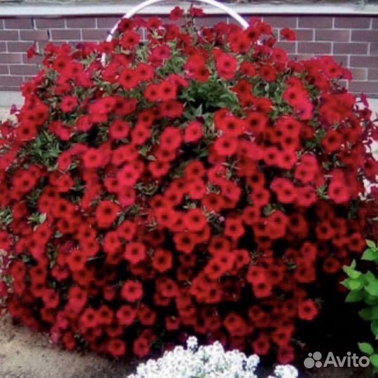 Петунии гиганты тайдалы