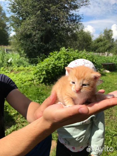 Котята в добрые руки