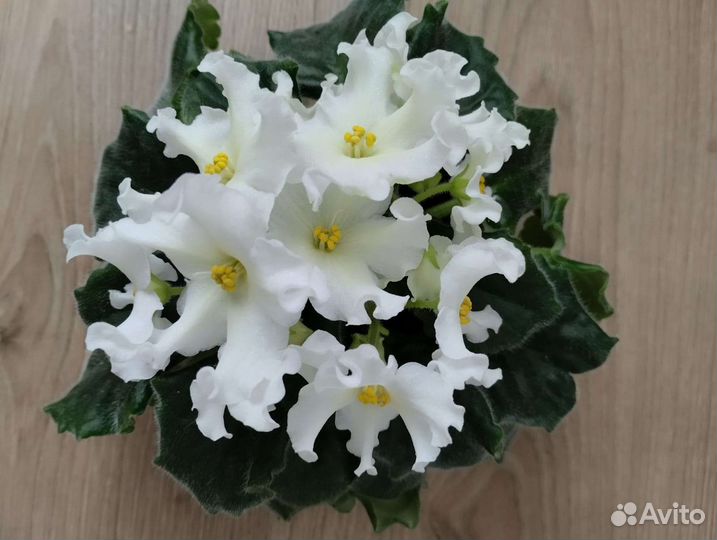 Фиалка Golden autumn