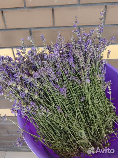 Лаванда сухоцвет