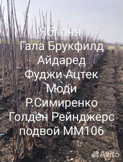 Саженцы плодовых деревьев
