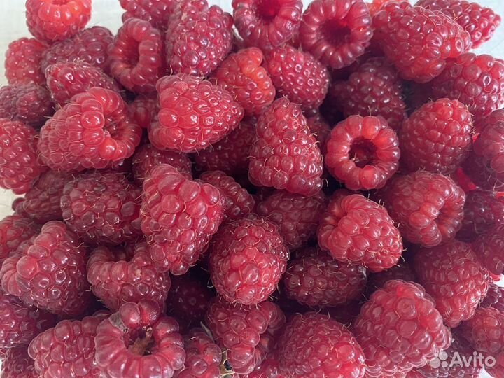 Малина ремонтантная