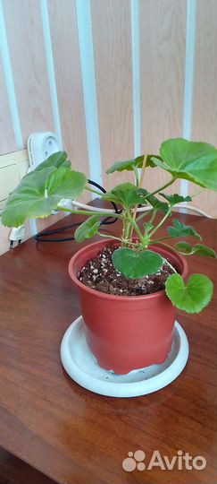 Сортовая пеларгония Brittens Rara