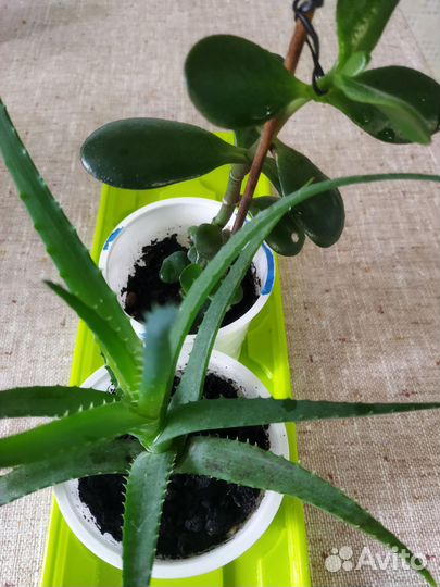 Столетник алоэ толстянка