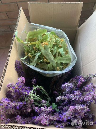 Лекарственные травы