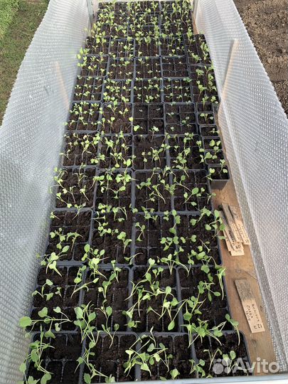 Рассада овощей