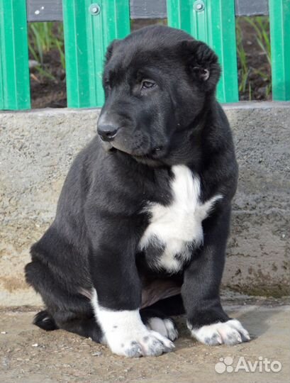 Девочка сао