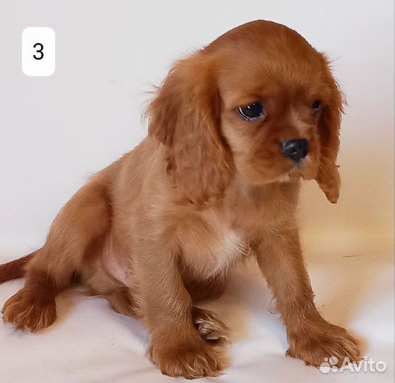 Кавалер кинг чарльз спаниель