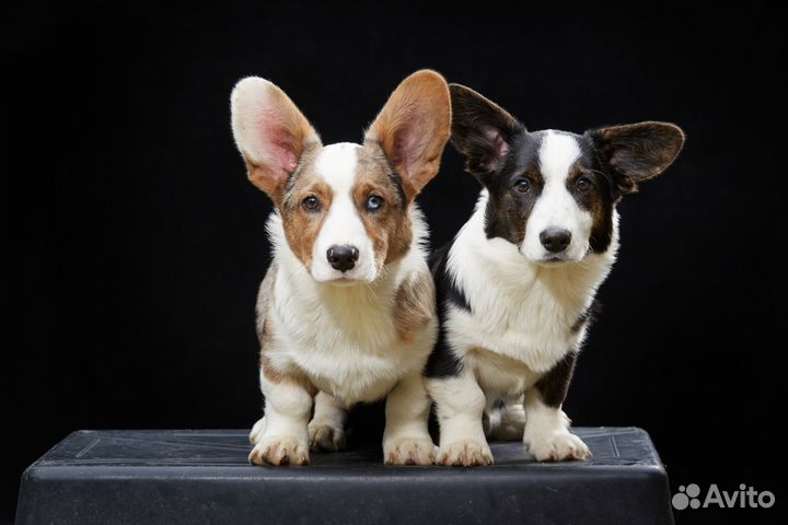 Щенки с документами