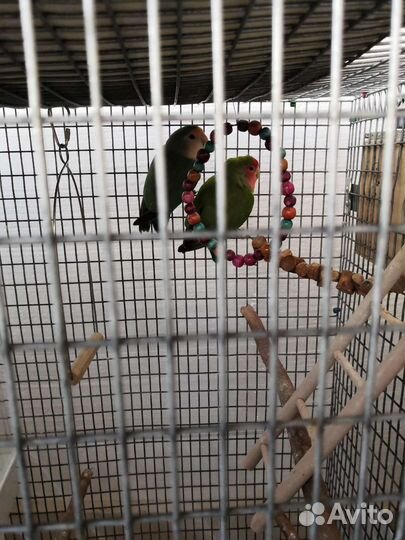 Попугаи неразлучники с большой клеткой