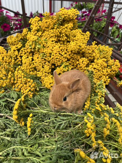 Кролики царские ручные