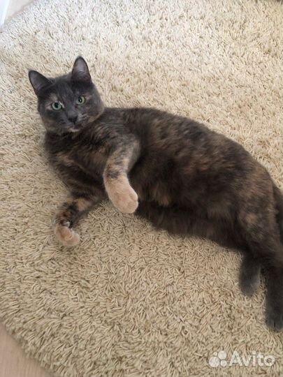 Кошка Печенька