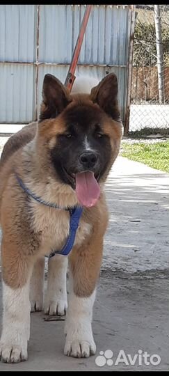 Щенки американской акиты