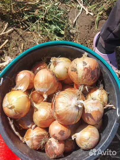 Лук оптом